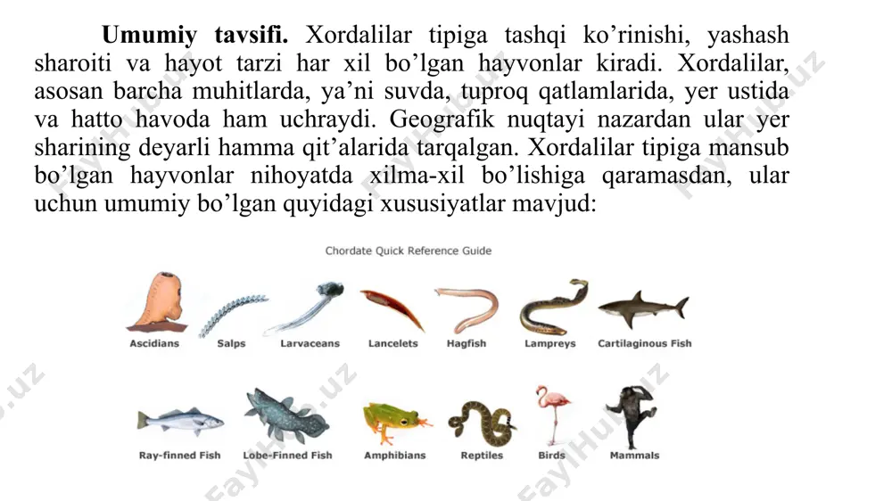 ilar-gnathostomata. katta sinf. baliqlar- pisses. sinf. tog’ayli baliqlar-chondrichthyes. sinf. suyakli baliqlar-osteichthyes. katta sinf. quruqlikda yashovchi umurtqalilar yoki to’rtoyoqlilar- tetrapoda. sinf. suvda hamda quruqlikda yashovchilar-amphibia. guruh. murtak pardali umurtqalilar-amniota. sinf. sudralib yuruvchilar-reptilia. sinf. qushlar-aves. sinf. sutemizuvchilar-mammalia. lichinka xordalilar (urochordata) yoki qobiqlilar (tunicata) kenja tipi umumiy tavsifi. lichinka xordalilar sodda va tuban tuzilgan dengiz hayvonlari bo’lib, asosan lichinkalik davrida xordalilar tipiga xos bo’lgan tuzilishga ega. voyaga yetgan davrida bu hayvonlarning xordasi yo’qolib ketadi, nerv nayi o’zgarib, yagona nerv tugunini hosil qiladi. faqat appendikulariyalardagina nerv nayi hayoti davomida saqianib qoladi. tuzilishining bunday soddalashuvi erkin yashovchi lichinkalarning voyaga yetgan davrida o’troq yashashga o’tishi bilan bog’liq. lichinka xordalilarning tanasi qopsimon yoki bochkasimon shaklda bo’ladi. ularning gavdasi tashqi tomondan maxsus parda, qobiq, ya'ni tunikaga o’ralganligi bilan boshqa xordalilardan farq qiladi. tunika kelib chiqishi jihatidan teri epiteliysi va ular orasidagi mezenximatoz hujayralar ajratgan mahsulot hisoblanadi. lichinka xordalilar kenja tipiga 1500 ga yaqin tur kiradi. shulardan 150 ta …