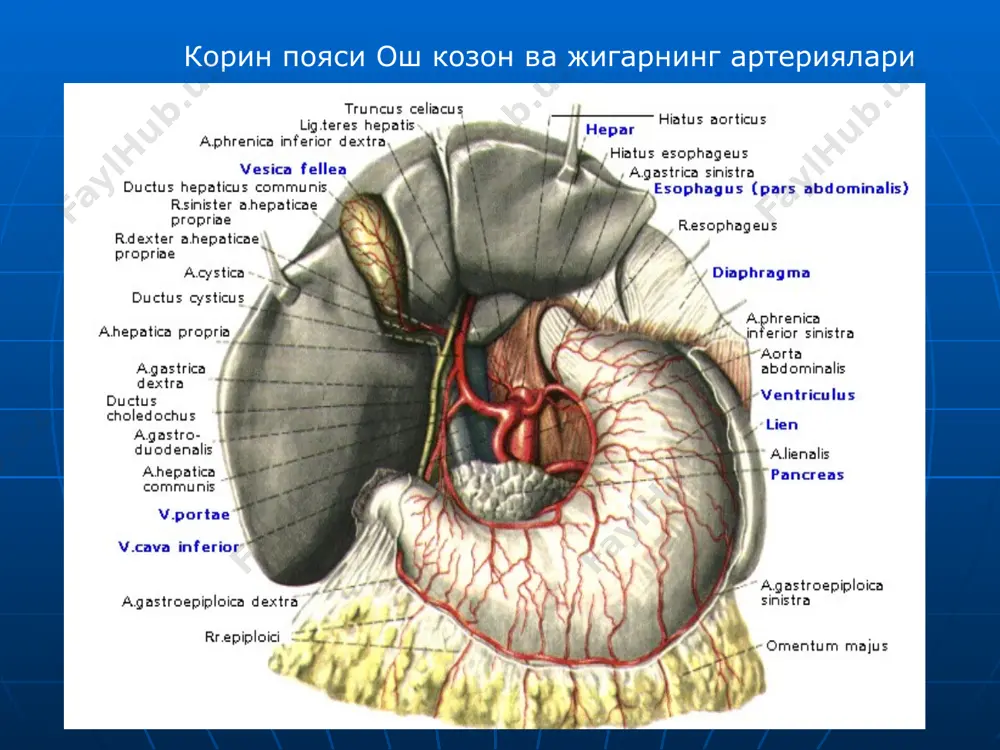 kukrak va korin aortasining juft va tok tarmoklari - Page 3