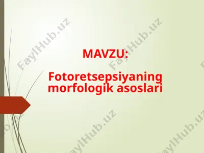 fotoretsepsiyaning morfologikasoslar — PPTX