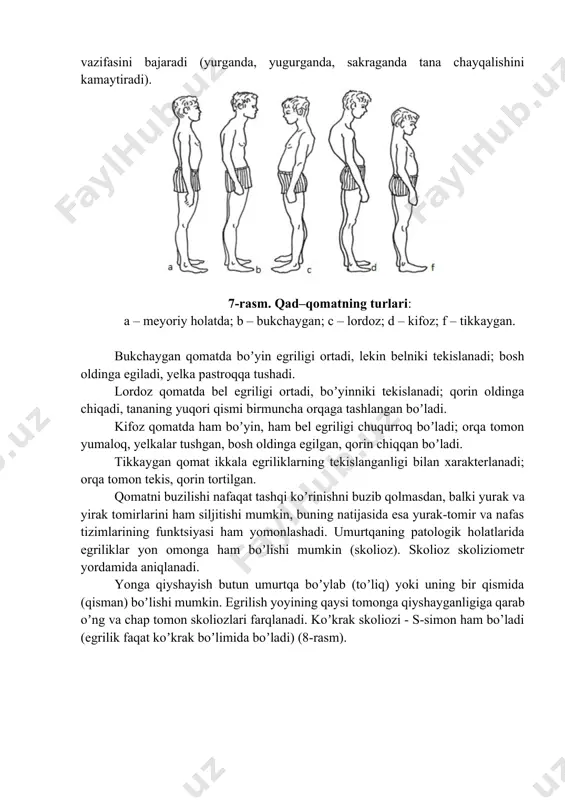 shqi koʼrinishni buzib qolmasdan, balki yurak va yirak tomirlarini ham siljitishi mumkin, buning natijasida esa yurak-tomir va nafas tizimlarining funktsiyasi ham yomonlashadi. umurtqaning patologik holatlarida egriliklar yon omonga ham boʼlishi mumkin (skolioz). skolioz skoliziometr yordamida aniqlanadi. yonga qiyshayish butun umurtqa boʼylab (toʼliq) yoki uning bir qismida (qisman) boʼlishi mumkin. egrilish yoyining qaysi tomonga qiyshayganligiga qarab oʼng va chap tomon skoliozlari farqlanadi. koʼkrak skoliozi - s-simon ham bo’ladi (egrilik faqat koʼkrak boʼlimida boʼladi) (8-rasm). 8-rasm. skolioz turlari: 1 – oʼng tomonlama, 2 – chap tomonlama, 3 – s-simon. skoliozlar 3 turga ajratiladi: birinchi daraja, bu funksional shakl: boshning orqasiga qo’llarni qo’yganda mushaklarning taranglashishi natijasida skolioz yo’qoladi. ikkinchi daraja - bu oraliq shakl: umurtqa pog’onasini to’g’rilash uchun orqa mushaklari yetarli darajada kuchlanmagan bo’ladi va uni tana og’irligi bilan tortish kerak. skoliozning uchinchi darajasi - bu qat’iy shakl: umurtqa pog’onasi va ko’krak qafasi aniq buralgan va qovurg’a bukriligi qayd etiladi (qovurg’alar skolioz yo’yining …