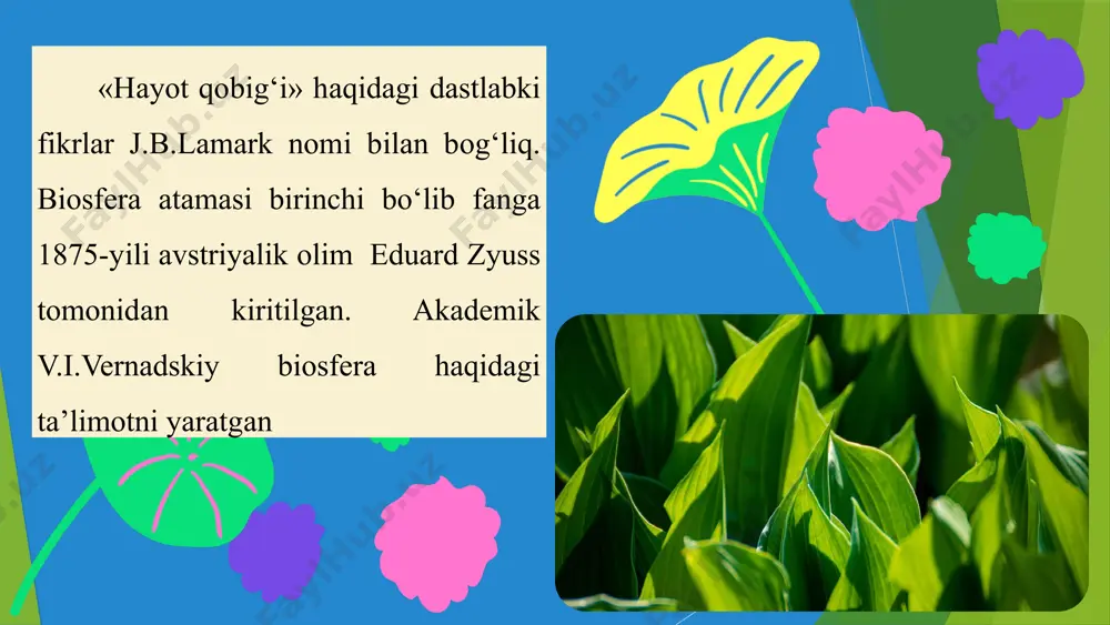 belgilanadi. hayotni ta’minlovchi shart-sharoitlarga tirik organizmlar hayot faoliyati uchun qulay harorat, yorug‘lik, yetarli miqdorda suv, kislorod, karbonat angidrid gazi va boshqa mineral moddalarning mavjudligi kabilar kiradi. bu shart-sharoitlar yer sharining uchta qobig‘i: atmosfera, litosfera va gidrosfera tutashgan joyda yuzaga keladi. atmosfera – bu yer sayyorasining gazsimon qobig‘i (4-jadval). uning hamma qismida ham hayot mavjud emas, chunki ultrabinafsha nurlari radiatsiyasi bunga to‘sqinlik qiladi. biosferaning yuqori chegarasi atmosferaning ozon qatlamida joylashgan. u 20–25 km gacha bo‘lib, u yerda 99% ultrabinafsha nurlari yutiladi. gidrosfera – yerning suvli qobig‘i bo‘lib, u sayyoramizdagi barcha suv zaxiralarini o‘zida mujassamlashtirgan va yer yuzasining 70% ini egallaydi. yer yuzidagi barcha suvlarning 96,4% ini dunyo okeani, 3% dan ko‘prog‘ini yerusti va yerosti chuchuk suv havzalari tashkil etadi. chuchuk suvning 2/3 qismi arktika, antarktida, shuningdek, turli qit’alarning tog‘ cho‘qqilari muzliklarida to‘plangan. gidrosferaning tarkibiy qismlari www.arxiv.uz gidrosfera yer usti suvlari yer osti suvlari atmosferadagi suv bug’lari muzliklar litosfera – yerning qattiq …