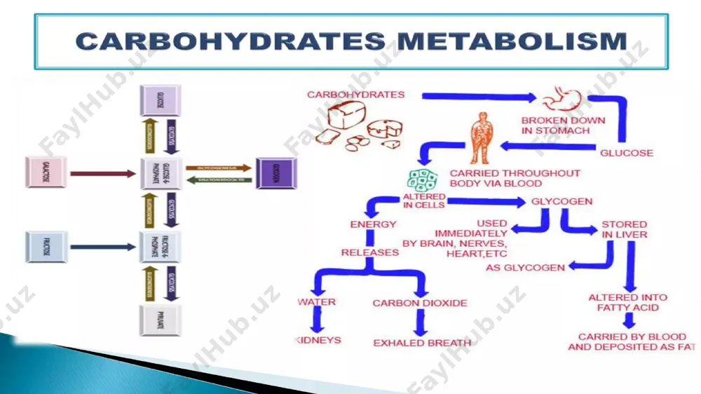 interaction between carbohydrate, protein and fat metabolism - Page 5