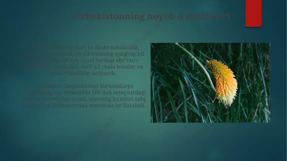 abi 30 dan ortiq turdagi daraxtlarni oʻz ichiga oladi. tuproq-iqlim zonalari va oʻsimliklar fargʻona vodiysining unumdor tekisliklarida, suv resurslari yetarli boʻlgan joylarda, paxta, bugʻdoy va boshqa 300 dan ortiq qishloq xoʻjaligi oʻsimliklari yetishtiriladi. uzbekistanning 1500 metr balandlikdagi togʻli hududlarida, masalan, chatqol va turkiston tizmalarida, subalp va alp oʻsimliklari zonalari uchraydi, bu yerlarda 200 dan ortiq endemik oʻsimlik turlari mavjud. oʻsimliklarni muhofaza qilish oʻzbekistonning 150 dan ortiq qoʻriqxonalari va milliy bogʻlarida 2000 dan ziyod oʻsimlik turi, jumladan, fargʻona vodiysidagi noyob turlar muhofaza qilinadi. toʻqay oʻrmonlari va choʻl oʻsimliklarining 30% dan ortigʻi amudaryo va sirdaryo havzalari atrofida qoʻriqlanadigan hududlarda joylashgan. e'tiboringiz uchun rahmat @taqdimot_robot image6.jpg image7.jpg image8.jpg image9.jpg image10.jpg image11.jpg image12.jpg image13.jpg image14.jpg image15.jpg image16.jpg image17.jpg image2.png image3.png image4.png image5.png
