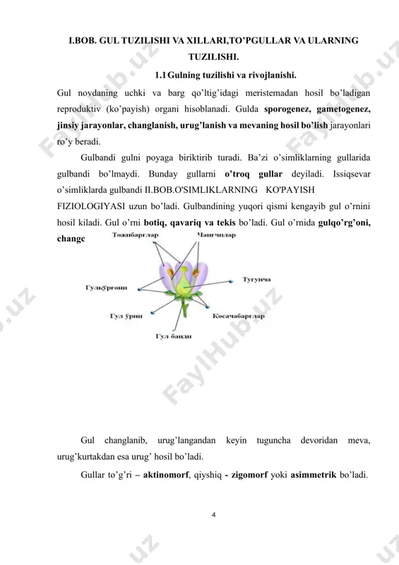 uyli (tol, terak, ismaloq) deyiladi. ba’zi o’simliklarda ikki jinsli bilan bir jinsli gullar uchraydi va ko’p uyli yoki poligam o’simlik deyiladi (zarang, shumtol). 2 ikki uyli o’simliklar 1.2 gul qismlarining joylashishi. gul qismlari gul o’rnida ma’lum qonuniyat asosida joylashadi. ko’pchilik gullarda gul qismlari doira shaklida joylashadi: 4 doira bo’lsa – tetratsiklik, 5 doira bo’lsa – pentatsiklik deyiladi. bir pallali o’simliklarda uchtadan, ikki pallalilarda to’rt yoki beshtadan gul qismlari joylashgan bo’ladi (karam gullari). ayrim o’simliklarda (ayiqtavon) gul qismlari spiral joylashadi. bu vaqtda gul qismlarining soni ko’p bo’ladi va atsiklik yoki spiral gullar (yunoncha «a»-bir narsaning yo’qligini bildiradigan qo’shimcha va «kyuklos»-xalqa) deyiladi. gemitsiklikda (yunoncha-«yarim») gulqo’rg’oni doira shaklida, changchi va urug’chisi spiral shaklida joylashadi (magnoliya, lola daraxti), siklik gullarda – yopiq urug’li o’simliklarning juda ko’pchiligida gullar xalqa yoki doira shaklida joylashadi). 1.3 gul formula va diagrammasi. gullarni qisqacha tavsiflash uchun uning formulasi yoziladi. bu vaqtda asosan gulning simmetriyaligiga, qatorlar soniga, qismlarning soniga ahamiyat …