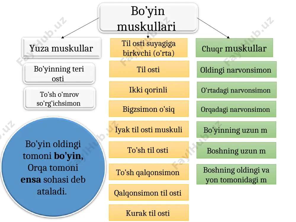 glashgan (oldingi, tepa orqa) peshona suyagining burn qismidan boshlanib, ikki qosh o’rtasidagi teriga yopishadi 3 qismdan. 1-ko’z kosasi atrofida, 2-qovoqlarda joylashgan. 3-ko’z yoshi qismida joylashadi, 1-2 qisqarsa ko’z yumiladi 2 qosh o’rtasida joylashgan qisqarsa o’zaro yaqinlashib ajn paydo bo’ladi ko’z kosasining pastki qirg’og’idan boshlanib, burn qanotlariga lab va lunj terisiga yopishadi, yuqori labni ko’taradi yanoq suyagidan boshlanib, lunjga yopishadi, ogz burchagini yuqoriga pastga tortadi, tabassum paydo bo’ladi mimika bosh muskuliga kiradi peshona m m.frantales ko’z aylana muskullari m.abliculares occule qoshni chimiruvchi muskul m.carriagator suppertili burn atrofi mus- m.nasales burn to’s’gi muskuli m.depressor nasi o’iz atrofi muskuli m.arbiculares orisg og’iz burchagini tepaga ko’taruvchi m.levator anguli oris og’iz burchagini pastga tushirvchi m.depressor anguli oris kulgu muskuli og’iz burchagini pastga tortuvchi m pastki labni pastga tortuvchi bm og’iz burchagini ko’taruvchi engak m lunj muskuli og’izning aylana m burn muskuli yuqori jag’ suyagining oldingi yuzasidan boshlanib, og’iz burchagiga yopishadi pastki jag suyagining oldingi kesuvchi …