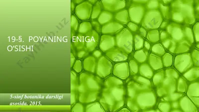 poyaning eniga o'sishi. 5 - sinf — PPT