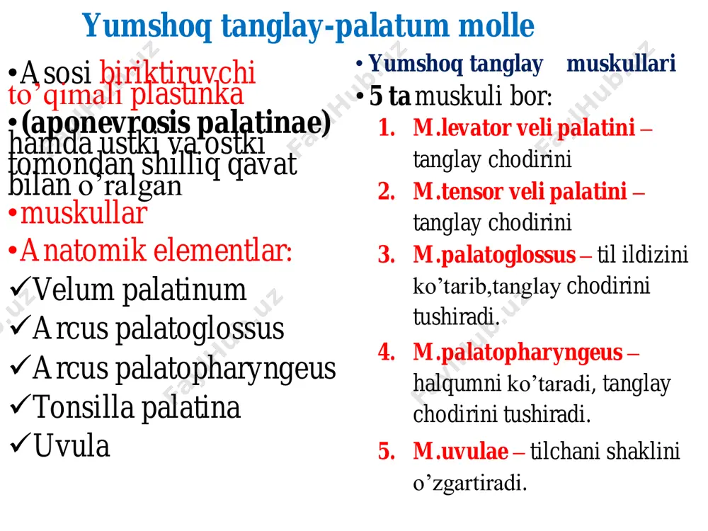 pastki qismi silliq muskullardan iborat a) stratum circulare b) stratum longitudinale • 4. tunica externa • - adventitia – bo’yin va ko’krak qismida • - serosa – qorin qismida • qon bilan ta’minlanishi • arterial ta’minoti: 1. pars cervicalis - arcus aortae  a.subclavia (dexter et sinster)  a.thyroidea inferior  rami oesophageales 2. pars thoracica – arcus aortae  aorta thoracica  rami oesophageales et bronchiales( 4-5 ta shox) 3. pars abdominalis – arcus aortae  aorta abdominalisa.phrenica inferior  rami oesophageales yoki  tr.coeliacus  a.gastrica sinstra  rami oesophageales • qiziloʻngachning vena qon tomirlari • pars cervicalis – vv.oesphageales  • v.thyroidea inferior  v.brachiocephalica v.cava superior • . pars thoracica – vv.(plexus) • oesophagealis  v.azygos  v.cava superior • pars abdominalis - vv.oesphageales  • vv.gastricae  vena portae  jigar • sinusoidlari  v.centralis  v.hepatica • v.cava inferior • klinik ahamiyati: • portal …
