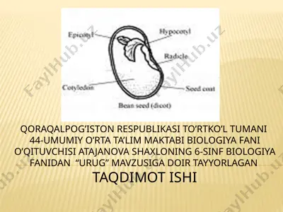 urug' va uning umumiy xarakteristikasi — PPTX