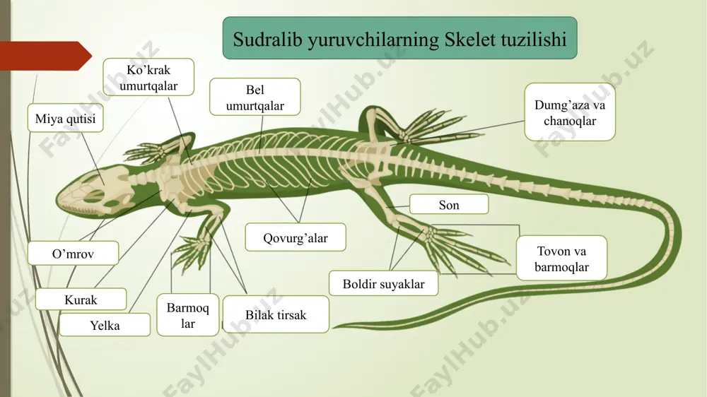 qoplargan suvga yaxshi sho‘ng’iydi. suvning tubida tez yuradi va bir nechi soatlab tura oladi. bezlar ko’rinishidagi qo‘shimcha nafas organlar, suvda nafas olish.ga yordam beradi. bu toshbaqa ko‘pavish uchun suv qirg og'iga chiqadi. chuqur kovlab 3o tadan 70 tagacha tuxum qoyadi, rivojlamshi 45-60 kun davom etadi. lepidozavrlar (lepidosauria) tangachalilar (squamata) turkumi ka l t a k e s a k l a r (sauria yo k i lacertilia) kenja turkumi llonlar (ophmia y o k i serpentes) kenja turkumi tum s h u q b o s h l i l a r (rliynchocephuliu) turkumi gatteriya (sphenodon punctatus) kaltakesaklar (sauria yoki lacertilia) kenja turkumi. kaltakesaklar kenja turkumiga 4300 tadan 5247 tagacha tur kiradi. mdhda 6 ta oilasi va 80 ga yaqin turi uchraydi. 0‘zbekistonda esa 38 ta turi aniqlangan. gekkonalar (gekkonidae) oilasining agamalar (agamidae) oilasining zah a r t is h l i la r (helodermatidae) oilasi xameleonlar (chameleonliilae) oilas echkemarlar …