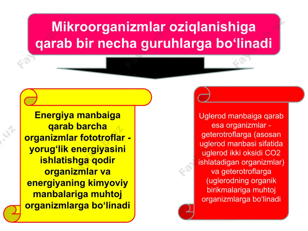 amin aminokislotalari, yog‘ kislotalar, yog‘lar, oqsillar, vitaminlar sintezlanishi mumkin. nafas olish protsessida hosil bo‘ladigan energiyaning bir qismi mikroorganizmlarda yorug‘lik energiyasi shaklida tarqaladi. kislorodga bo‘lgan munosabatiga qarab, bakteriyalarni bir necha guruhlarga ajratish mumkin. ko‘pchiligi havo kislorodi bo‘lishini talab qiladi, bular aeroblardir. aksincha, anaeroblar havo kislorodi bo‘lmasa yaxshi rivojlanadi, bular anaeroblardir. fakultativ anaeroblar substratda oz miqdorda kislorod bo‘lsa yaxshi rivojlanadi obligat aeroblar atmosferada 21% kislorod bo‘lsa yaxshi rivojlanadi odatda, suyuq va qattiq oziq muhiti yuzasida o‘sadi (vabo vibrioni, sarsinalar, sil tayoqchalari va boshqalar). mikroaerofillar oz miqdorda (10%) kislorod bo‘lsa ham o‘sa oladi (sut kislotali bijg‘ituvchilar). fakultativ aeroblar molekulyar kislorod bo‘lmasa ham ko‘paya oladi (ko‘pchilik patogen va saprofit bakteriyalar) obligat anaeroblar kislorod bo‘lsa rivojlana olmaydi. kislorod cheklovchi salbiy faktor (qoqshol klostridiysi, botulizm, gazli gangrena tayoqchalari) mikroorganizm o’sishi va ko’payishi. mikroorganizmlar ham o’sadi, ham ko’payadi. o’sish deganda, hujayradagi butun kimyoviy moddalarning (oqsil, rnk, dnk va boshqalar) bir-biriga mutanosib tarzda ko’payishi tushiniladi. o’sish natijasida hujayraning …