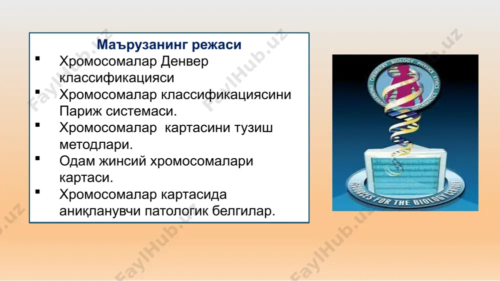 сомалар. 16 метацентрик, 17 ва 18 субметацентрик хромосомалар f 19 – 20 кичик метацентрик хромосомалар g 21 – 22, y кичик акроцентрик хромосомалар, y мустасно хромосомаларнинг денвер классификацияси кариотип сони, шакли, узунлиги аниқ кўрсатилган битта ҳужайра хромосомаларининг диплоид тўплами. кариотип ҳар бир тур учун доимий бўлиб, бу турнинг асосий белгиларидан ҳисобланади. кариотипда аутосомалар ва жинсий хромосомалар алоҳида кўрсатилади. а гуруҳ (1-3). хромосомалари энг йирик хромосомалар. 1 ва 3 - хромосомалар метацентрик бўлиб, иккинчиси эса субметацентрикдир, биринчи жуфт аутосомада иккиламчи белбоғ бор. ци 38-49. в гуруҳ (4-5). йирик субметацентрик хромосомалар. морфологик жихатдан уларни бир-биридан ажратиш жуда қийин. ци 24-30. с гуруҳ (х6-12). ўртача катталикдаги хромосомалар. бу гурух хромосомаларини шартли равишда 2 та гуруҳчага бўлиш мумкин. биринчи гуруҳчага 6, 7, х, 8 ва 11-субметацентрик хромосомалар киради; 6-хромосоманинг кичик елкаси ўртасида, 8 ва 11-хромосомаларнинг эса катта елкасининг центромерага яқин жойида иккиламчи белбоғи бўлади. иккинчи гуруҳчага 9, 10 ва 12-хромосомалар киради. центромерасининг жойлашиши бўйича …