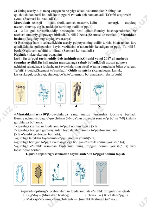 ) 4) gulpoyada gullar uzun bandi bilan ketma-ket joylashadi. ta’rifi 17-betda (sxemasi ko‘rsatiladi.) oddiy shingil (karam,rediska,jag‘-jag‘,qurttana, oq akatsiya, kuchala,no‘xat,shirach,qashqarbeda) 5) asosiy gulpoya o‘qi kalta tortib,barcha gullarning gulbandlari tepasidan chiqqandek bo‘lib ko‘rinadi va deyarli bir xil uzunlikda bo‘ladi. ta’rifni o‘qituvchi aytadi. (sxemasi ko‘rsatiladi.) oddiy soyabon (piyoz,navro‘zgul) 6) asosiy o‘qi kalta tortgan,gulbandi yo‘q yoki deyarli yo‘q,gullari uchiga zich bo‘lib to‘plangan. ta’rifni o‘qituvchi aytadi. (sxemasi ko‘rsatiladi.) boshcha yoki kallakcha (sebarga) 1. 2. 3. 4. 5. 6. murakkab to‘pgullar: 1) to‘pgul o‘qida bir necha oddiy soyabonlar birlashib joylashadi. ta’rifni o‘qituvchi aytadi (sxemasi ko‘rsatiladi.) murakkab soyabon (sabzi,ukrop,petrushka,shashir,bodiyon) 2) uning asosiy o‘qi uzoq vaqtgacha bo‘yiga o‘sadi va tarmoqlanib shingillar qo‘shilishidan hosil bo‘ladi.bu to‘pgulni ro‘vak deb ham ataladi. ta’rifni o‘qituvchi aytadi (sxemasi ko‘rsatiladi.) murakkab shingil (tok, sholi, qamish, nastarin, kelin supurgi, otquloq, ravoch, shuvoq, zig‘ir, makkajo‘xorining otalik to‘pguli) 3) 2-3ta gul birlashib,oddiy boshoqcha hosil qiladi.bunday boshoqchalardan bir nechtasi umumiy gulpoyaga birikadi.ta’rifi17-betda.(sxemasi ko‘rsatiladi.) murakkab boshoq (bug‘doy,bug‘doyiq,javdar,arpa) 4) boshoqqa …