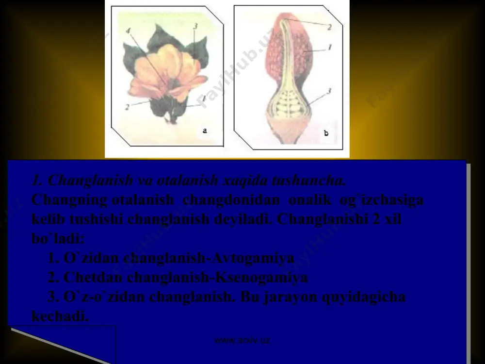 agi urug’chining tumshuqchasiga tushsa bunday changlanish o’z-o’zidan changlanish deyiladi. bunday changlanish changdondagi chang va urug’chilar bir vaqtda yetilgandagina sodir boladi. o’z-o’zidan changlanadigan o’simliklarda, odatda, urug’chi changchiga nisbatan qisqaroq bo’ladi. www.arxiv.uz www.arxiv.uz faqat o`zidan changlanuvchi o`simliklar juda kam uchraydi. bularning gullari mayda, ko`rimsiz va ochilmaydigan bo`ladi. bunday gullarni kleystogamiya deyiladi. mas. yeryong`oq (arachis), arpa (hordeum). yeryong`oqning yer ustidagi gullari xosil bermay, tuproq ostki kleystogamiya gullari xosil beradi. binafsha (viola) ning bahorgi chiroyli gullari xosil bermaydi. yozgi ko`rimsiz gullar esa xosil beradi,o`zidan changlangan bo`ladi. (fabaceae) dukkaklilar oilasidagi ba`zi o`simliklarning loviya, no`xat g`unchalik vaqtida o`zidan changlanadi. www.arxiv.uz www.arxiv.uz arpa, bug`doylarning ham gullari qinli barglardan ochilmasdan turib, changlanib qo`yadi. o`simliklarning ko`pchiligi odatda chetdan changlanadi. shu jumladan 2 jinsli gullar ham chetdan changlanadi. chunki bu gullarda otalik-onaliklari bo`lsa ham ular bir vaqtda voyaga yetmaydi. bunday xodisani dixogamiya deyiladi. (dixo-ayrim). ba`zan o`simliklarning otaligi oldin yetishadi. bunday o`simliklar protandriya deyiladi. (protos-oldin,andriya-mujchina). bularga astradoshlar (asteraceae), chinni-guldoshlar (caryophyllaceae), yasnotkadoshlar …