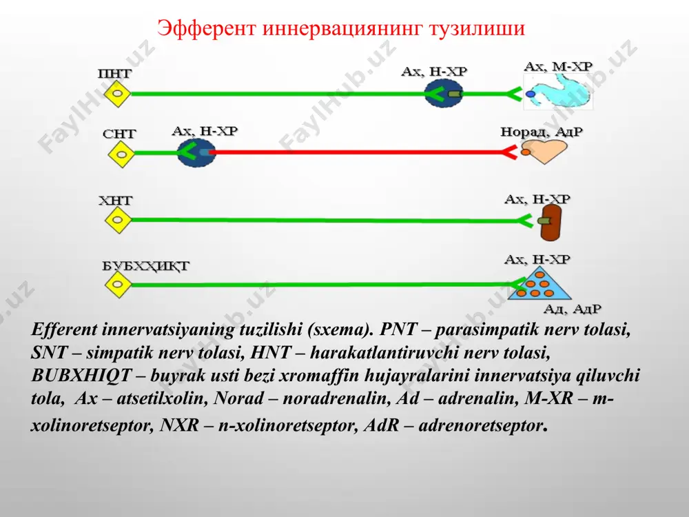 тораяди, фонтанов бўшлиғи кенгаяди, шлемов канали очилади, кўзнинг ичидан суюқлик оқиб чиқиш ошади, кўзнинг ички босими пасаяди, киприксимон мушак қисқаргани учун цинн боғлами бўшашади ва кўз гавхари қабариқ-шаклига киради. бунда аккомадация спазми вужудга келиб, яқин жисмларни аниқ кўради. сўлак-безларининг фаоллиги ошади, суюқ ва кўп сўлак ажралади. бронхларнинг секрецияси ортиб, силлиқ-мушаклари қисқаргани учун нафас олиш қийинлашади. брадикардия, қон босимини пасайиши ва юрак ўтказувчанлиги сусайиши кузатилади. меъда-ичак тракти безларининг секрецияси ва перистальтикаси ошади (диария), ўт пуфаги ва ўт йўллари қисқаради. пешоб пуфаги, бачадон ва тўғри ичак қисқаради, хоҳишидан ташқари пешоб ажралиши ва дефикация бўлиши мумкин. ах симпатик нерв ганглияларини ҳам қўзғатади, лекин бунда келиб чиқувчи ўзгаришлар м-холиномиметик таъсиридаги ўзгаришлар соясида қолади. кўндаланг тарғил мускулларида ах таъсирида қўзғалиш импульсларини ўтказилиши ортади. n-бета-карбамоилоксиэтил)-триметиламмоний хлорид, c6h15cln2o2 : карбахолин табл.-0,001 г; ампула -1 мл 0,01% ва 0,025% эритмаси. катталарга ичишга: 0,0005—0,001 г (0,5—1 мг), т/о ва м/о 0,0001—0,00025 г (0,1—0,25 мг) 2—3 махалдан кунига. в/и 0,00005 …