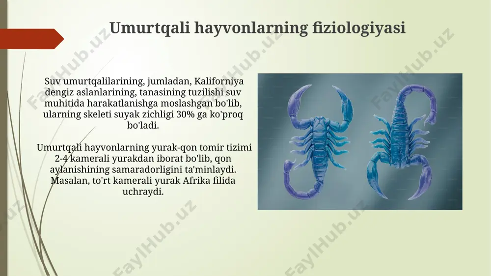 umurtqalilar kenja tipi - Page 5