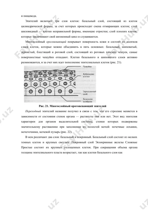кератина, который слущивается (кожа). существует три вида многослойного эпителия: неороговевающий, ороговевающий и переходный. многослойный неороговевающий выстилает поверхность роговицы глаза, полость рта и пищевода. эпителий включает три слоя клеток: базальный слой, состоящий из клеток цилиндрической формы, за счет которых происходит смена отмирающих клеток; слой шиловидный — клетки неправильной фор​мы, имеющие отростки; слой плоских клеток, которые заканчивают свой жизненный цикл и слущиваются. многослойный ороговевающий покрывает поверхность кожи и состо​ит из десятков слоев клеток, которые можно объединить в пять основных: базальный, шиповатый, зернистый, блестящий и роговой слой, состоящий из роговых плоских чешуек, самые поверхностные чешуйки отпадают. клетки базального и шиповатого слоев активно размножаются, и за счет них идет пополнение эпителиальных клеток (рис. 21). рис. 21. многослойный ороговевающий эпителий переходный эпителий название получил в связи с тем, что его стро​ение меняется в зависимости от состояния стенок органа — растянуты они или нет. этот вид эпителия характерен для органов выделительной системы, стенки которых подвержены значительному …