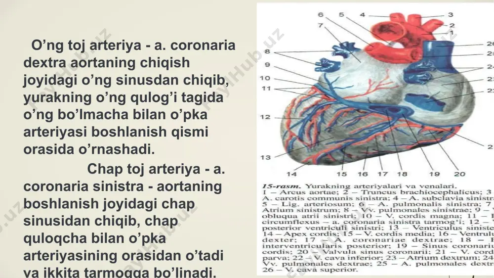 orat. bosh miya poʻstlogʻi boʻlaklari, peshona (koʻk), chakka (yashil), ensa (qizil) va tepa (sariq) boʻlaklarini oʻz ichiga olgan. miyacha (belgilanmagan) telensefalonning qismi emas. bosh miya miyaning eng yirik qismi. hayvon tanasi holatiga koʻra miya ustunining oldida yoki ustida yotadi. odamlarda bosh miya eng yirik va miyaning besh asosiy boʻlimlari ichida eng yaxshi rivojlangani. bosh miya ikkita bosh miya yarimsharlarida va ularning poʻstloqlaridan (tashqi kulrang modda qavati) va ostida yotuvchi oq modda sohalaridan iborat.[1] uning subkortikal tuzilmalari gippokamp, bazal oʻzaklar va hidlov piyozchasini oʻz ichiga oladi. bosh miya ikkita c-shaklidagi yarimsharlardan tashkil topgan boʻlib, ular oʻzaro chuqur bosh miyaning boʻylama tirqishi bilan ajralib turadi. bosh miya nervlari bosh miya poʻstlogʻining birlamchi sezuvchi sohalari vizual, eshitish, somatosensor, ta’m bilish va hid bilish informatsiyalarini qabul qiladi va qayta ishlaydi. poʻstloq assotsiatsiyalovchi sohalari bilan birgalikda bu miya sohalari sensor informatsiyalarni bizning dunyo boʻyicha tushunchalarimizga aylantiradi eshitish, korish va sezgi azolari ko'rish analizatorining ahamiyati. ko'rish …