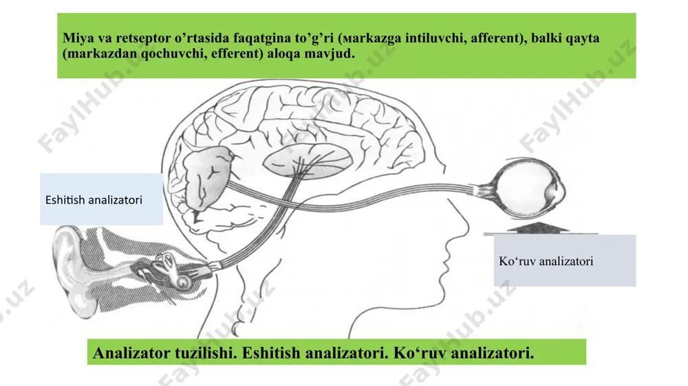 ichikligi, ularni shakli va ranglarini idrok qilishda yaqqol ko‘rinadi. masalan, bir predmetning o‘zi sutkaning turli vaqtida, yil fasllarida, har xil fonda turlicha idrok etiladi. idrokning yana bir xususiyati uning tanlovchanlik xarakteridir. idrok jarayonida ko‘pincha bir predmet tanlab olinadi, qolgan predmetlar idrok foni bo‘lib xizmat qiladi. predmetni ajratib olish yo ixtiyorsiz, irodani jalb qilmay, yoki ixtiyoriy, iroda asosida bo‘ladi iroda nafaqat qo‘zg‘atg‘ichga ega emas, balki inson psixikasi mazmuni va tajribasiga ham bog‘liqdir. bunday bogliqdir. bunday bog‘liqlik appersepsiya deb nomlanadi, u ham turg‘un, ham vaqtinchalik bo‘lishi mumkin. appersepsiyaning barqarorligi insonnoing hayotiy tajribasi, uning ustanovkasi, xulq-atvor, faoliyat, tafakkur stilliga, o‘z- o‘ziga baho berish xarakteriu va darajasiga, qadriyatlaar tizimiga bog‘liq. illyuziya-shu onda sezgi organlarimizga ta’sir qilib turgan bir narsani yanlish, noto’g’ri idrok qilish. gallyutinatsiya –yo’q narsalarni, tashqi ta’sirotsiz idrok qilishdir. illyuziyalar irrodatsiya effekti – och rangdagi predmetlar xuddi shunday kattalikdagi to’q rangdagi predmetlarga qaraganda kattaga o’xshaydi. irodaning ishtirokiga ko’ra idrok ixtiyoriy va ixtiyorsiz bo’ladi. …