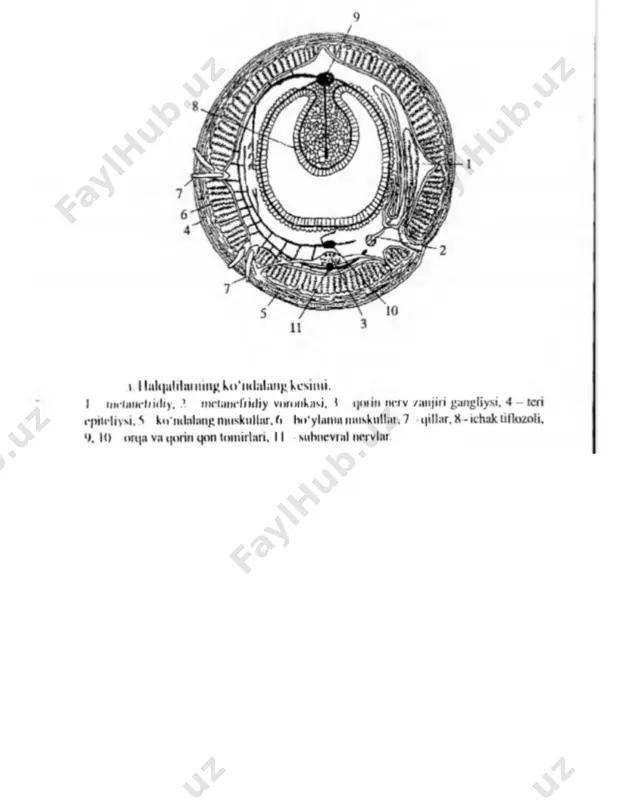 orda faqat tuban xordalilarda umr bo‘yi saqlanadi. yuksak xordalilarda esa xorda faqat embrional rivojlanish davrida bo‘lib keyinchalik umurtqa pog‘onasi bilan almashadi. markaziy nerv sistemasi xordaning ustida joylashgan nerv nayidan iborat. yuksak xordalilarda nerv nayining oldingi qismidan bosh miya shakllanadi. nayning qolgan qismlaridan esa orqa miya hosil bo‘ladi. xordalilar halqumi devorining ikki yonida jabra yoriqlari joylashgan. bu yoriqlar birlamchi suv hayvonlarida saqlanib qolgan. quruqlimda yashovchi hamda ikkilamchi suvda yashashga o‘tgan xordalilarda jabra yoriqlari embrional rivojlanish davrida bo‘ladi. ko‘p hujayrali hayvonlarning ajdodlarida ikkita qavatning paydo bo‘lishi ulardagi hujayralarning funksional ixtisoslashuviga olib keldi. buning natijasida tashqi qavat hujayralari harakatlantirish va sezish ichki qavat esa hazm qilish va jinsiy organlar sistemasi funksiyasini bajarishga moslashdi. haqiqiy ko‘p hujayralilar (eumetazoa) bo‘limi juda ko‘p tip vakillarini birlashtiradi. ular tanasi hujayralari muayyan vazifani bajarishga ixtisoslashgan. haqiqiy nerv siatemasi rivojlangan. embrional tuzilishga binoan selomli hayvonlarni ham birlamchi og‘izlilar (protostomia) va ikkilamchi og‘izlilar ( deuterostomia) guruhlariga ajratiladi. birlamchi og‘izlilarning embrional …