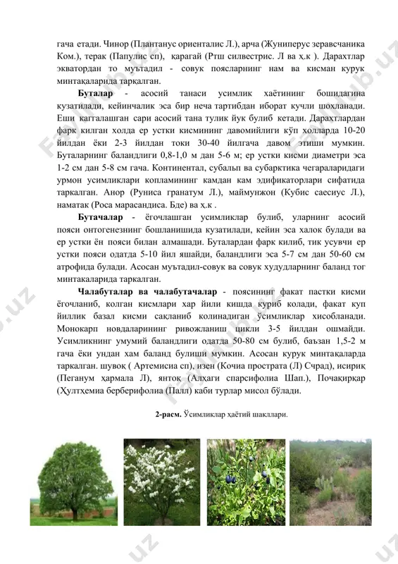 осан курук минтақаларда таркалган. шувоқ ( артемисиа сп), изен (кочиа прострата (л) счрад), исириқ (пеганум ҳармала л), янтоқ (алҳаги спарсифолиа шап.), почақирқар (ҳултҳемиа берберифолиа (палл) каби турлар мисол бўлади. 2-расм. ўсимликлар ҳаётий шакллари. а). дарахт б). бута в).чалабуталар г).чала-бутачалар ўтсимон поликарплар - кўп марта гуллаб, мева берувчи кўп йиллик ўтлар хисобланади. ер устки тикка ўсувчи новдалари вегетация даврининг биринчи йили охирида нобуд булади. ёнига ўсувчи новдалари эса бир неча йил давомида сақланиши мумкин. бу хаёт шакллари ер юзида жуда кенг таркалган. ўтсимон монокарплар - хаёт цикли 1, 2 ёки бир канча йил давом этиши хамда бир марта гуллаб мева бериши, ундан кейин эса вегетатив кисмининг кайта тикланиш кобилияти йуколиши хисобига хосил буладиган усимликлардир. купгина маданий ва бегона утлар киради. шимолий ярим шар муътадил худудларида кенг таркалган. ишни бажариш. хар бир талаба диққат билан мавжуд ўсимликлар гербарийси ташқи кўринишини кузатиб чиқади, бунда куртакларнинг жойланишига алохида эътибор берилади. “хаёт шакли” деб нимага …