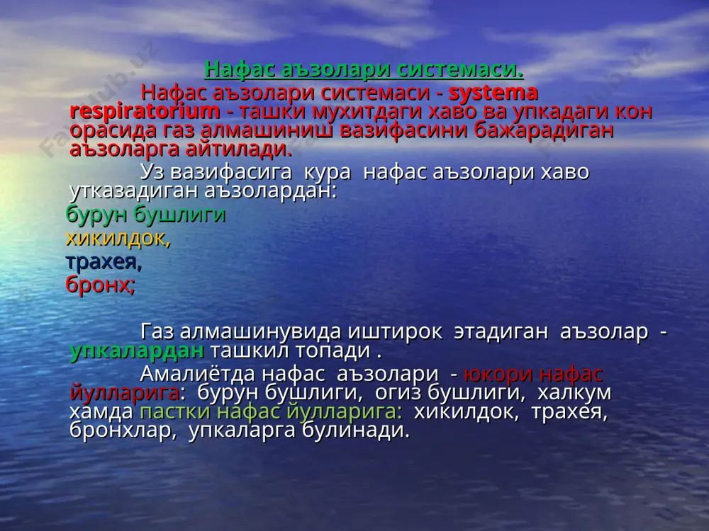 гартирувчилар. мушаклар: 1) m. cricothyroideus 2)m. vocalis хикилдок мушаклари (musculi laryngis). хикилдок мушаклари (musculi laryngis). хикилдок мушаклари (musculi laryngis). хикилдок бугимлари ва бойламлари. хикилдок эластик конуси (conus elasticus) ва туртбурчакли мембрана (membrana quadrangularis). трахея - trachea. трахея хикилдокнинг давоми булиб vi буйин умурткаси сохасида v кукрак умурткаси сохасигача давом этади. трахеянинг пастки уч икки асосий бронхга ажралади. трахеянинг булиниш сохасини - bifurcatio tracheae дейилади. трахеянинг орка юзасида кизилунга жойлашади. трахеянинг асосини ярим халкасимон тогайлар - cartilagene tracheales - хосил этади. тогайлар узаро ligg. annularia ойламлари воситасида кушилиб туради. тогайларнинг орка учлари кушилмаганлигидан - бу сохада мушак олалари булган парда - paries membranaceus - хосил булади. трахеянинг ички юзаси киприкли эпителий билан копланган шиллик кават хосил булади. бронхлар. бронхлар bronchus - хавони трахеядан упка альвеолаларигач утказадиган хавони тескари йуналишини таъминлайдиган, хавони зарарли заррачалардан тозалайдиган аъзодир. бронхлар олдинги ичак найининг вентрал кисмидан тараккий этади ва бронхлар девори энтодерма ва езодермадан ривожланади. трахеянинг …