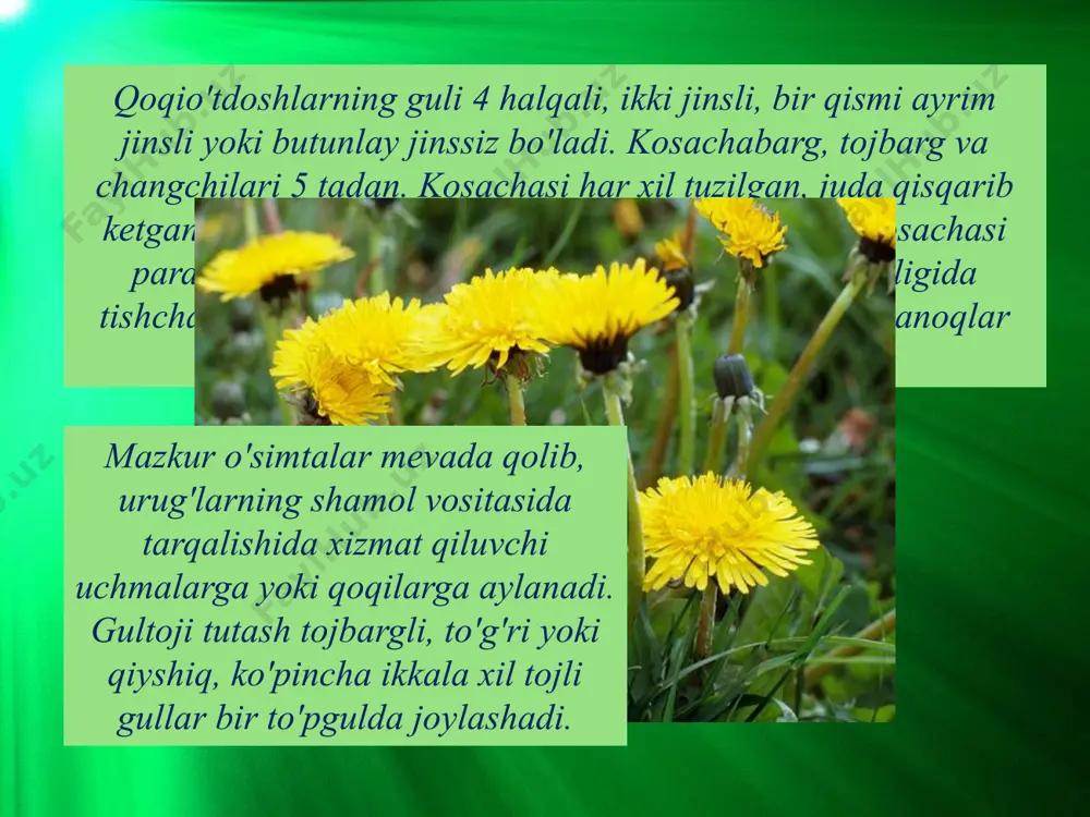 qoqio'tdoshlar (muraккaвguldoshlar) oilasi - Page 5