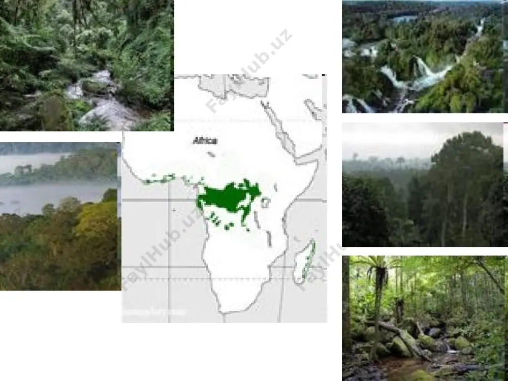 of 50-1000 m. found in angola, benin, burkina, cameroon, gambia, ghana, guinea, ivory coast, kenya, madagascar, malawi, mauritius, mozambique, nigeria, réunion, senegal, seychelles, sierra leone, tanzania, togo, uganda, zambia and zimbabwe, and naturalised in madagascar. its genus is derived from 'raphis' = needle, probably in reference to the 4 mm long yellowish spines on the margins and main veins of the leaflets. the specific name refers to a type of starchy flour obtained from the trunk pith - 'farina' = starch, 'fera' = bearing. margins and main veins with yellowish spines up to 4 mm long it is one of 26 species currently recognised, all endemic to africa and madagascar, with one species, r. taedigera found in central and south america. their fronds - botanically a single leaf - are among the longest in the plant kingdom, those of r. regalis reaching a length of 25 m. [1] the trunk …