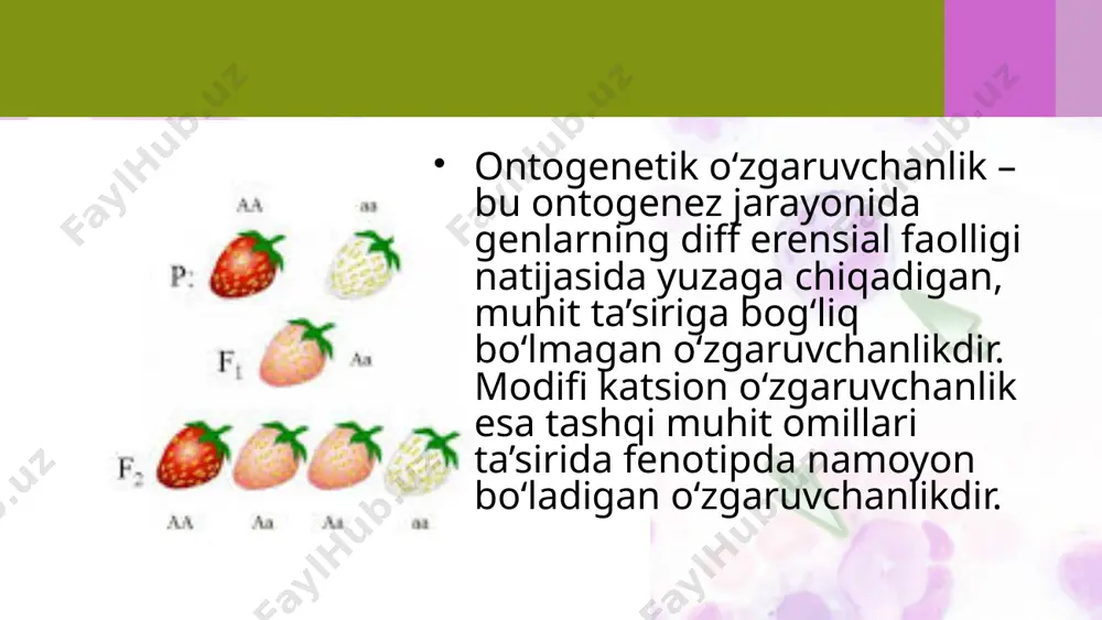 onidan ma’lum maqsadlarda hosil qilinadi. bunday mutatsiyalarni keltirib chiqaruvchi mutagenlar 3 guruhga ajratiladi: fizik (radioaktiv nurlar, rentgen nurlari, harorat); kimyoviy (organik va anorganik moddalar); biologik (viruslar, toksinlar). irsiyatga berilishiga qarab generativ va somatik mutatsiyalar farq qilinadi. generativ mutatsiyalar, ya’ni jinsiy hujayralarda sodir bo‘ladigan va nasldan naslga o‘tadigan mutatsiyalardir. tabiati bo‘yicha generativ mutatsiyalarning somatik mutatsiyalardan farqi yo‘q, chunki ikkalasi ham xromosomalar strukturasining o‘zgarishi natijasida kuzatiladi. lekin yuzaga chiqish xususiyati, tabiatda va seleksiyadagi roli bilan farq qiladi. xromosoma mutatsiyalari. har bir biologik tur boshqa turdan xromosomalarning soni, shakli, hajmi bilan farqlanadi. xromosoma strukturasining o‘zgarishi bilan bog‘liq mutatsiyalar xromosoma mutatsiyalari deb nomlanadi. genom mutatsiyalari. poliploidiya – xromosomlar gaploid to‘plamining karrali ortishi. olimlar o‘simlik urug‘lariga kolxitsin moddasi bilan ta’sir qilib ko‘plab poliploid formalar oldilar. kolxitsin moddasi bo‘linish urchug‘ining hosil bo‘lishini buzadi va oqibatda mitozning metafazasida xromosomalar ikki qutbga tarqalmay ona hujayra markazida qoladi. aneuploidiya hodisasi xromosomalar soni ortishi yoki kamayishi bilan aloqador. ayrim holatlarda …