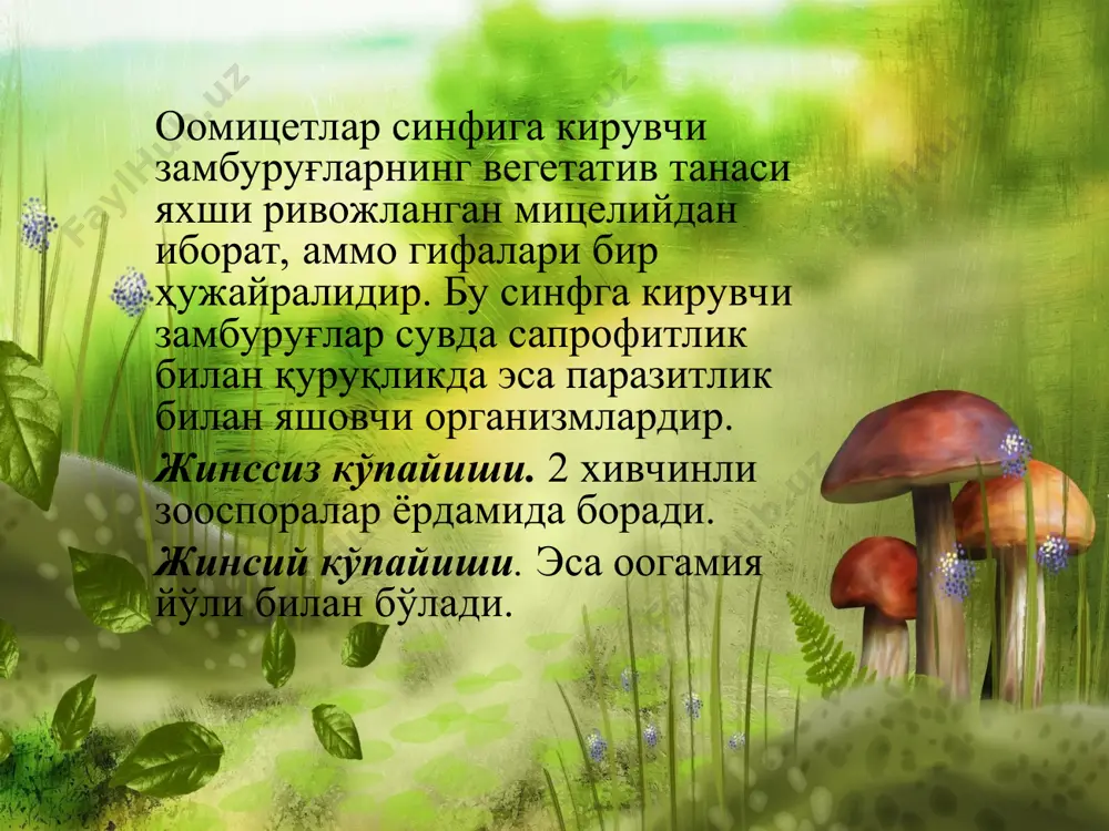 дий мицелийлардан фарқ қилмайди. булар ўсимлик ва сув ўтларида турли касалликларни юзага келтиради. бу оиланинг 1-авлоди – питиум киради. бу авлодга кирган замбуруғларнинг мицелиясининг учида зооспоралар жойлашган бўлади (конидия), лекин мицелияси зарарланган ҳужайралар ичида жойлашган бўлади. бу авлоднинг вакиллари асосан ўсимликнинг униш даврида зарарлайди. м-н: илдиз чириш касаллиги – питиум деборянум (ловлаги, карам, картошка). 2-оила – фитофторация – бу оилага кирган замбуруғларнинг мицелияси зарарланган ўсимлик ҳужайрасида ривожланади. мицелиялар ҳужайраларнинг тешиб ташқарига конидия бандларининг ҳосил қилади. конидия бандлари ичида конидиялар ёки зооспоралар жойланади. бу оилага – фитофтора авлоди киради. зарарланган ўсимликлар ҳужайралари ичида зооспорангий ўсиб 2 хивчинли зооспораларга айланади ва бу зооспоралар бошқа ўсимликларнинг зарарлайди. бу авлод вакили - фитофтора инфенстанс-картошкада фитофтороз касаллигини қўзғатади. 3-оила – переноспорация – булар облигат паразит ҳолда яшовчи паразит замбуруғлардир. улар ўсимликда сохта ун-шудринг касаллигини қўзғатади. бу оила вакиллари конидия бандларининг тузилишига қараб улар бир-нечта авлодга бўлинади ва уларнинг ичидаги конидияларнинг жойлашига қараб авлодлар фарқланади. 1-авлод …