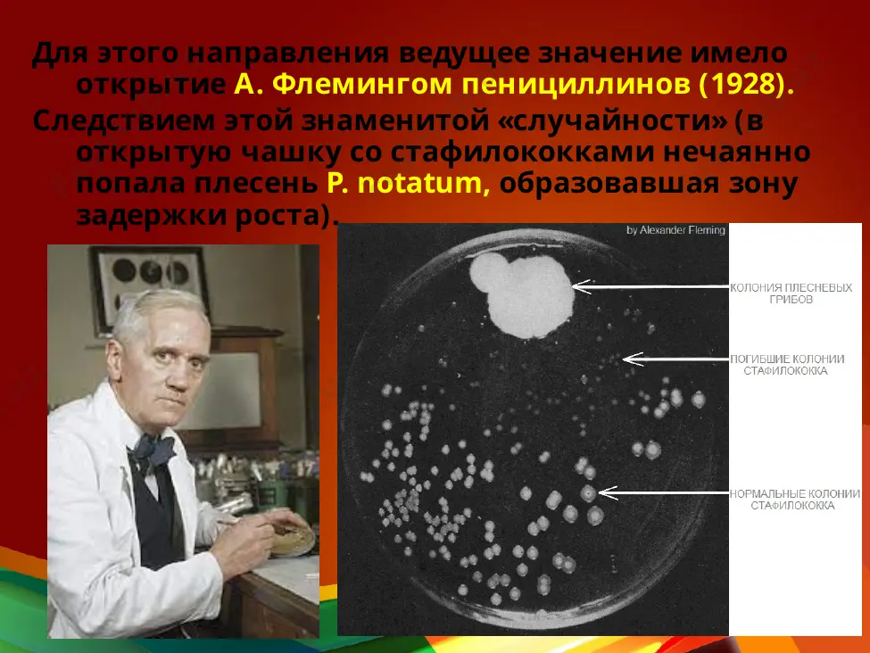 , леворин, амфотерицин в) продуцируют виды streptomyces. эти антибиотики применяю как противомикробные препараты, так как они связывают эргостеролцпм клетки гриба, что приводит к потере клеткой низкомолекулярных соединений. this presentation uses a free template provided by fppt.com www.free-power-point-templates.com - ингибиторы синтеза белка – антибиотики которые нарушают функциональные свойства рибосом. к этой группе отнесены аминогликозиды, тетрациклины, хлорамфеникол (левомицетин), макролиды, азалиды, линкозамиды (линкомицин). практически все эти антибиотики продуценты streptomyces разных видов. this presentation uses a free template provided by fppt.com www.free-power-point-templates.com ингибиторы транскрипции и синтеза нуклеиновых кислот. среди большого числа антибиотиков, подавляющих транскрипцию, на практике применяют лишь рифамицины – продукты жизнедеятельности streptomyces mediterranei. наиболее известен полусинтетический препарат рифампицин. его бактерицидная активность опосредована ингибированием днк-зависимой рнк-полимеразы, что приводит к торможению синтеза любых видов бактериальной рнк. this presentation uses a free template provided by fppt.com www.free-power-point-templates.com сульфаниламиды – относят к структурным аналогам р-аминобензойной кислоты – предшественника фолиевой кислоты. препараты проявляют бактериостатическое действие , конкурентно угнетая …
