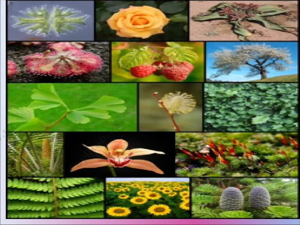 png image20.png image21.png image22.png image23.png image24.png image25.jpeg image26.png image1.jpeg