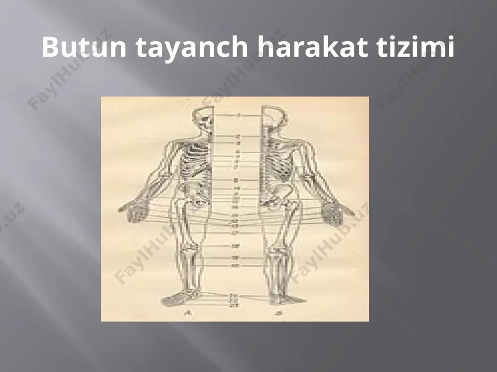 иришда билиниб туради, синган соҳа шишади, кўкаради, оёқ-қўлларининг ҳолати ўзгаради, суяк ўқлари ўзгаради, улар қисқа ва ғайри-табиий шаклга кериб қолади. suyaklarning chiqishi суякларнинг травматик чиқиши бошқа турларига қараганда кўпроқ учрайди. масалан, одам қўлини олдинга узатиб йиқилганда елка ёки тирсак бўғимида суяк чиқиши кузатилади.суякнинг патологик чиқиши кам учрайди ва бўғимда ёки бўғим атрофидаги тўқималарда касаллик (остеомиелит ва ҳ) натижасида келиб чиқади. суякнинг одат бўлиб чиқиши бўғим капсуласи чўзилганлиги ва узилганлиги сабабли суякнинг такрор чиқишига мойил бўлиб беморларда қайд қилинади. озгиина куч ишлатилганда ҳатто ноқулай ҳаракат қилганда ҳам суяк чиқиб кетиши мумкин. суяк чиқишининг белгилари : суяк чиққанда чиққан бўғим соҳасида ўзида хос ўзгаришлар содир бўлади. шикастланган соҳада қаттиқ оғриқ бўлади суякларнинг синиши. ташқи куч таъсирида суяк бутунлигининг бузилиши суяк синиши дейилади. синиш травматик ва патологик булади. шикастланишларда суяк синиши жуда кўп учрайди. патологик синиш суякда патологик процесслар ( сил, остеомиелит, ўсмалар ) содир бўлганда касалликнинг маълум босқичида вужудга келади. шикастланишларда тери …