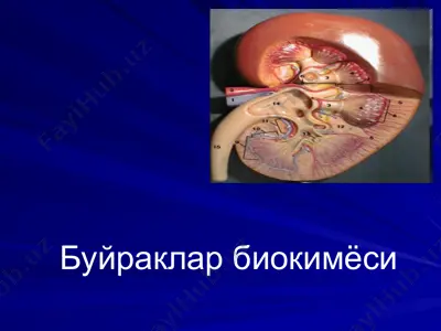 буйраклар биокимёси — PPT