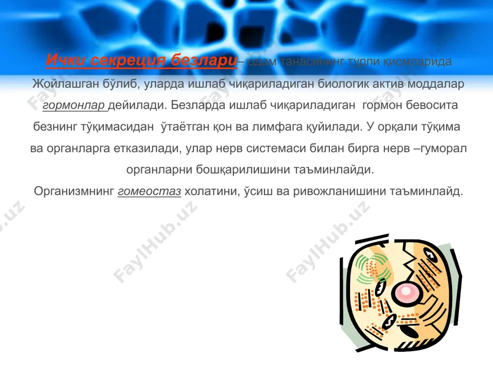 исқаришини куайтиради. организмда сув бошқарилишини таминлайди. сувни сийдик орқали чиқарилишини таъминлайди. сувни танада йиғилишини таъминлайди. терида пигментни бошқарилишини таъминлайди. пигментни ишини кучайтиради пигмент ишини сусайтиради. адг интер- медин гормонни организмга таъсири окцит оцин (думбоқ ости сохаси) бош миянинг остки қисмида оралиқ миянинг устки қисмида жойлашади ва таркибий қисми хисобланади, тананинг автоном функцияси учун жавоб берадиган қисмдир. эндокрин системани бошқаради ва гормон ажралишини таъминлайди. бош миянинг хамма қисмларидан маълумотлар олади ва танани органларини бошқаришга таъсир қилади. гипоталамус рилизинг-гормонлари қон орқали гипофизга тушади ва унинг таъсири орқали , гипофиз гормони тасири шаклланади, тўпланади ва ажралади. гипоталамо-гипофизар системаси либеринлар статинлар нормада миқдори ошиб кетса миқдори пасайиб кетса гипофизни олдинги бўлагидан чиқадиган гормонларни бошқариб туради. гипофизнинг олдинги бўлагини гиперфункцияси гипофизнинг олдинги бўлагини гипофункция гипофизни олдинги бўлагидан чиқадиган гормонларни тормозлаб туради. гипофизнинг олдинги бўлагини гипофункция гипофизнинг олдинги бўлагини гиперфункцияси гормонни организмга таъсири (бош миянинг асосида ўрта мия соҳасида жойлашган бўлиб унинг вазни 0,2г келади) ўрта …