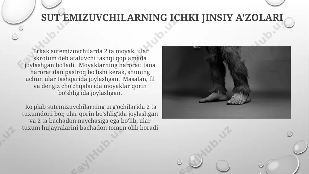 sut emizuvchilarning jinsiy a'zolari - Page 3