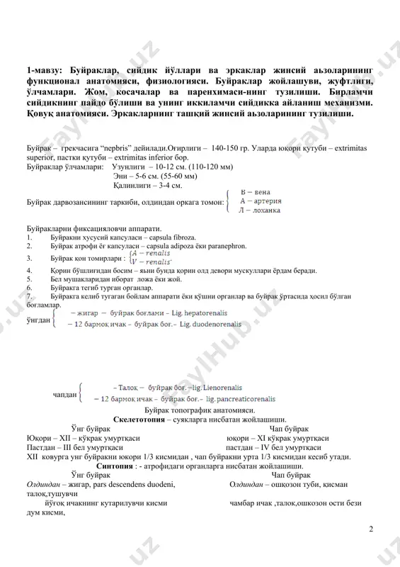 си. буйраклар жойлашуви, жуфтлиги, ўлчамлари. жом, косачалар ва паренхимаси-нинг тузилиши. бирламчи сийдикнинг пайдо бўлиши ва унинг иккиламчи сийдикка айланиш механизми. қовуқ анатомияси. эркакларнинг ташқий жинсий аьзоларининг тузилиши. буйрак – грекчасига “nepbris” дейилади.оғирлиги – 140-150 гр. уларда юқори қутуби – extrimitas superior, пастки қутуби – extrimitas inferior бор. буйраклар ўлчамлари: узунлиги – 10-12 см. (110-120 мм) эни – 5-6 см. (55-60 мм) қалинлиги – 3-4 см. буйрак дарвозансининг таркиби, олдиндан оркага томон: буйракларни фиксацияловчи аппарати. 1. буйракни хусусий капсуласи – capsula fibrоza. 2. буйрак атрофи ёғ капсуласи – capsula adipoza ёки paranephron. 3. буйрак қон томирлари : . 4. қорин бўшлиғидан босим – яьни бунда қорин олд девори мускуллари ёрдам беради. 5. бел мушакларидан иборат ложа ёки жой. 6. буйракга тегиб турган органлар. 7. буйракга келиб тугаган бойлам аппарати ёки қўшни органлар ва буйрак ўртасида ҳосил бўлган боғламлар. ўнгдан чапдан буйрак топографик анатомияси. скелетотопия – суякларга нисбатан жойлашиши. ўнг буйрак чап …