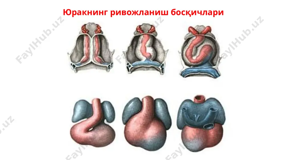 гина тешик ostium atrioventriculare dextrum жойлашади. ўнг бўлмача юракнинг чап бўлмачаси юракнинг чап бўлмачаси atrium sinistrum, пастка тушувчи аорта ва қизилўнгачка тегиб туради. ўнг ва чап томондан чап бўлмачага икки жуфт ўпка веналари очилади. юракнинг чап қулоқчаси auricula sinistra олдинга бўртиб чиқади ва аорта ўпка поясини чап томондан айланиб ўтади. чап бўлмача қулоқчасида musculi pectinati бор. пастки олдинги қисмини эса ostium atrioventriculare sinistrum эгаллайди. бу орқали чап бўлмача ва қоринча ўзаро туташади. юракнинг ўнг қоринчаси юракнинг ўнг қоринчаси ventriculus dexter учбурчакли пирамида шаклида. унинг асоси юқорига қараган бўлиб, ўнг бўлмача билан эгалланган. асосининг юқори чап бурчагидан эса ўпка пояси truncus pulmonalis бошланади. ўнг қоринча бўшлиғи икки қисмга: ostium atrioventriculare dextrum га яқин ва олдинги юқори ostium trunci pulmonalis яқин қисмларга бўлинади. (ўпка поясига давом этувчи conus arteriosus). ўнг бўлмачадан ўнг қоринчага олиб ўтувчи ostium atrioventriculare dextrum уч тавакали клапанлар билан таъминланган. уч тавақали клапан қоринча систоласида қонни ўнг бўлмачага қайтиб …