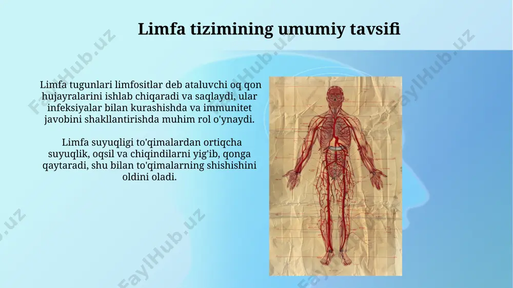 limfa sistemasi - Page 5