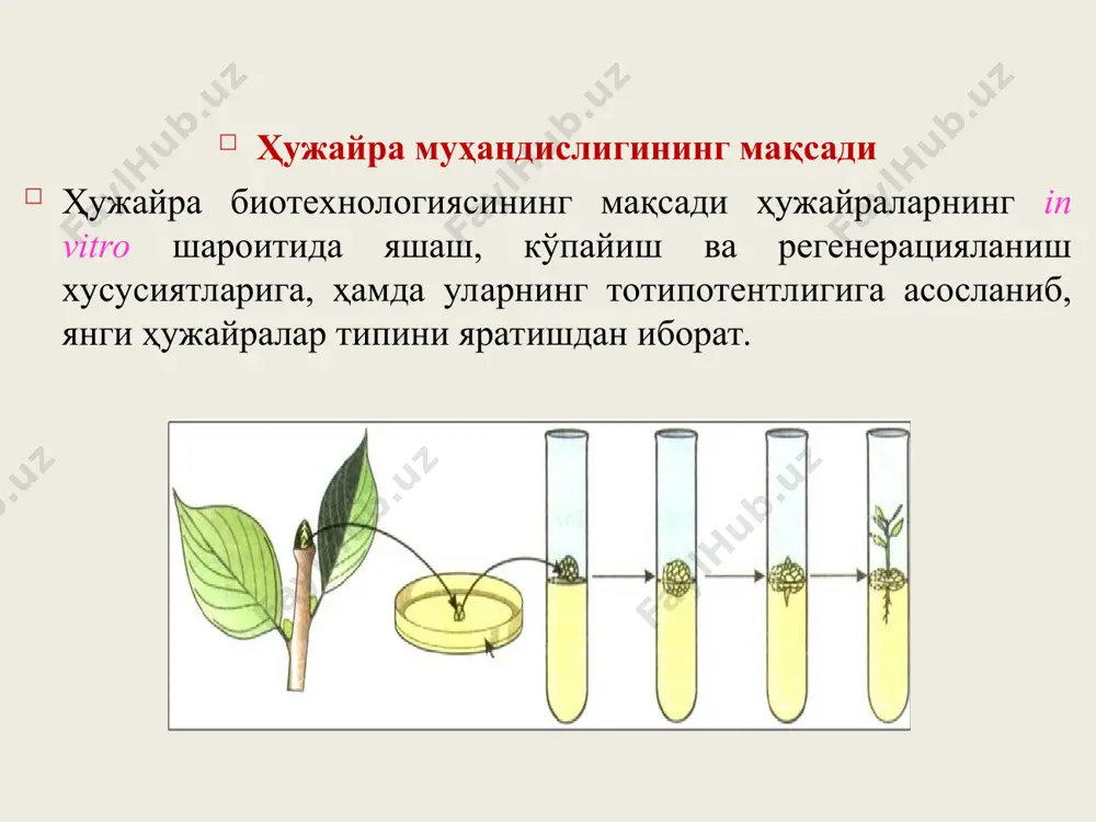 ҳарорат, фитопатогенлар, оғир металлар ва бошқаларга чидамли тез ривожланувчи ўсимликлар олиш мумкин. фойдаланилган адабиётлар 1. артамонова г.м., герасимова с.и. и др. лабораторно-практические занятия по сельскохозяйственной биотехнологии (методические указание). издательство мсха, -москва: 1991. -134 с. 2. артикова р.а., муродова с.с. қишлоқ хўжалик биотехнологияси. -тошкент: фан ва технология, 2010. -252 б. 3. давранов қ.д., хўжамшукуров н.а., зупаров м.а., артикова р.м. қишлоқ хўжалик биотехнологияси. услубий қўлланма. -тошкент: 2000 й. -156 б. 4. давронов к.д. биотехнология: илмий, амалий ва услубий асослари. -тошкент: patent-press, 2008. -504 б. 5. евтушенков а.н., фомичев ю.к. введение в биотехнологию: курс лекций:/ а.н.евтушенков, ю.к.фомичев. -минск: бгу, 2002. -105 с. 6. рыбчин в.н. основы геннетической инженерии 2-е изд., перераб. и доп.: учебник для вузов спб.: изд-во спбгту, 2002. -522 с. 7. цыренов в.ж. основы биотехнологии: культивирование изолированных клеток и тканей растений: учебно-методическое пособие. -улан-удэ: всгту, 2003. -231с. 8. шевелуха в.с. и др. сельскохозяйственная биотехнология. / под ред. в.с.шевелухи. -3-е изд., перераб. …