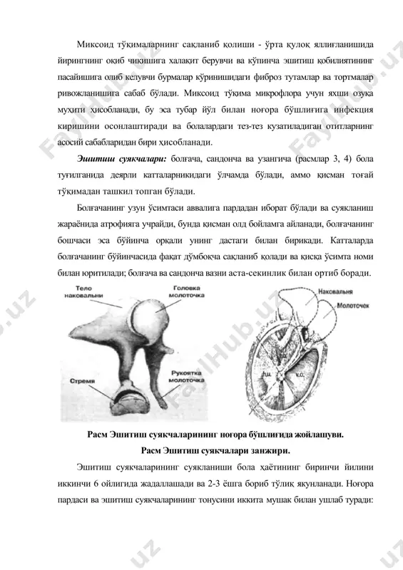 лиётларини ўтказишда ҳисобга олиш зарур, чунки аденотомия эшитув найи тешигининг чандиқланиши, торайиши(стенози)га ва кейинчалик карликка олиб келиши мумкин. эшитув найининг юқорида кўрсатилган анатомик тузилиши инфекциянинг ўрта қулоқ бўшлиғида найча йўли бўйлаб (тубар) тарқалишига ёрдам беради. болалар асосан чалқанча ётишади, овқатдан кейин қусишади, натижада бурун-ютқин шиллиғи ноғора бўшлиғига оқиб тушиши мумкин. чақалоқларда эшитув найининг ноғора тешиги қулоқ пардасининг юқори сегментида проекцияланади, катталарда эса унинг қуйи сегментидадир. кўкрак ёшидаги болаларда эшитув найи катталарнинг эшитув найидан бир қатор белгилар бўйича фарқланади. суяк бўлимининг мавжуд эмаслиги ва бўлажак фиброз тоғай қисм эшитув найини чўзилишини келтириб чиқаради. эшитув найи тўғри, эгриликлар ва букилишларсиз, кенг, горизонтал йўналган, цилиндрик шаклда, қисқа (чақалоқларда узунлиги 2 см, 2 ёшгача бўлган болаларда— 3 см, катталарда — 3,5 см) бўлади (тўғри, горизонтал, калта ва кенг). узунлигининг ортиши баробарида эшитув найи ёриғи 6 ойликда 0,25смдан, катта ёшдаги болаларда 0,1 смгача тораяди. эшитув найининг бўйинчаси бўлмайди, ҳалқумга очилиш тешиги эса (қирғоқ) тоғай ҳалқа …