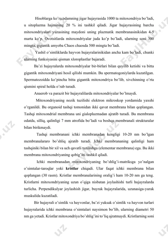 va hayvon turlari hujayralarida ichki membrana o’simtalari naysimon bo’lib, ularning diametri 50 nm ga yetadi. kristlar mitoxondriya bo’shlig’ini to’liq ajratmaydi. kristlarning soni va rivojlanish darajasi to’qima va hujayralarning funksional faolligiga bog’liq, jigar qurtining sporotsistasi mitoxondriyalarining kristlari juda oz. parazit suvga chiqib, faol hayot kechira boshlashi bilan ularning soni ortadi. b 30-rasm. mitoxondriyaning tuzilishi:a-sxematik,b-elektron mikroskopik: 1-tashqi, 2-ichki membrana, 3- matriks, 4- kristlar,5-membranalararo bo’shliq, 6-ribosoma. o’simlik hujayralarida mitoxondriyalar kristlarni kam ushlaydi, ammo sekretor hujayralarda ularning soni ko’p bo’ladi. mitoxondriyaning matriksi mayda, donachali tuzilishga ega, ba’zida unda ingichka iplar va donachalar ko’rinadi. hozirgi vaqtda ingichka iplar dnk, donachalar esa ribosomalar ekanligi isbot qilingan. matriksda ko’p miqdor oqsil va boshqa organik birikmalar ham bo’ladi. mitoxondriyalar atf sintezlaydi, bu organik substrat va adf ni fosforlanishi jarayoni natijasida yuz beradi. mitoxondriyalar kimyoviy jihatdan murakkab bo’lib, uning tarkibiga oqsil, lipidlar va nuklein kislotalar kiradi. oqsillar mitoxondriyaning quruq og’irligining 65-70 % ini, lipidlar (asosan fosfolipidlar) - 25-30 % …
