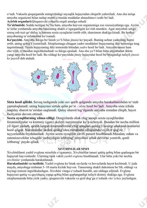 bajaradigan hujayralar to‘qimalarni, to‘qimalar organlarni hosil qiladi. bir hujayrali va tuban ko‘p hujayrali hayvonlar organizmida to‘qimalar va organlar rivojlanmagan. hayvon organizmi epiteliy, biriktiruvchi, muskul va nerv to‘qimalaridan tashkil topgan. epiteliy zich joylashgan yassi,kubsimon yoki silindrsimon hujayralardan iborat. epiteliy organizmni noqulay sharoitdan himoya qiladi hamda uning faoliyatini boshqaradigan moddalar ishlab chiqaradi. teri sirti va ichak devorining ichki yuzasi epiteliy bilan qoplangan. biriktiruvchi alohida hujayralar va organlar oralig‘ini to‘ldirib turadi. bu to‘qimaning suyuq (qon), tig‘iz (suyak, tog‘ay) va g‘ovak (parenxima) xillari mavjud. biriktiruvchi to‘qima organlarni o‘zaro bog‘lash (pay), kislorod va oziq moddalarni tashish (qon), zaxira oziq moddalar to‘plash (parenxima), tayanch (suyak, tog‘ay) vazifasini bajaradi. muskul qisqarish xususiyatiga ega bo‘lgan muskul tolalardan iborat. muskullar harakatlanish vazifasini bajaradi. nerv yulduzsimon nerv hujayralari va ular orasidagi oraliq moddadan iborat. bosh miya, orqa miya va ulardan tarqaladigan nerv tolalari nerv to‘qimasi hisoblanadi. nerv to‘qimasi tashqi muhitdan va ichki organlardan keladigan ta’sirni qabul qilish, o‘tkazish va ularga …