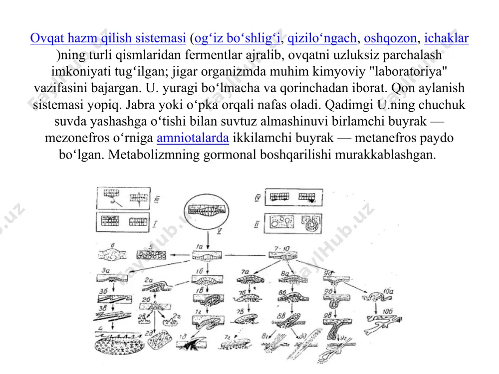 i va tashqi muhitdan keladigan turli ta’sir (hid, ta’m bilish, temperatura, turli og‘riq, tovush to‘lqinlari va h.k.) larni qabul qilishdan iborat. 8. ichki sekretsiya bezlari haqidagi ilm. ichki sekretsiya bezlari sistemasi gormonlar – maxsus kimyoviy tuzilmalardan iborat suyuqlik ishlab chiqaradi va ularni qon orqali organizmga tarqatib, uning faoliyatini tartibga solib turadi. ontogenez (yunoncha: ontos — borliq va ...genez) — organizmning individual rivojlanishi, uning shakllana boshlashidan hayotning oxirigacha sodir boʻladigan ketma-ket oʻzgarishlar majmui. "ontogenez" terminini nemis olimi e. gekkel (1866) fanga kiritgan. ontogenez urugʻlangan tuxum hujayra, yaʼni zigotadan boshlanadi. jinssiz koʻpayadigan orga-nizmlarda yangi organizm ona hujay-raning boʻlinishidan (bir hujayralilarda), kurtaklanishdan yoki tugunak, ildizpoya va boshqa vegetativ organlardan (vegetativ koʻpayishda) vujudga keladi. ontogenez organizmning xususiy rivojlanishi davomida roʻy beradigan barcha morfologik, fiziologik va funksional jarayonlarni qamrab oladigan, oʻzaro uzviy bogʻlangan miqdor va si-fat oʻzgarishlari orqali amalga oshadi. ontogenez ketma-ket keladigan bosqichlar rivojlanish davrlaridan iborat 18-asrda ontogenezni tushuntirishda ikki konsepsiya kurash olib bordi. …