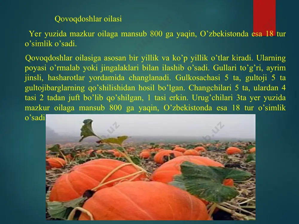 qovoqdoshlar oilasi o'qitish materiali - Page 4