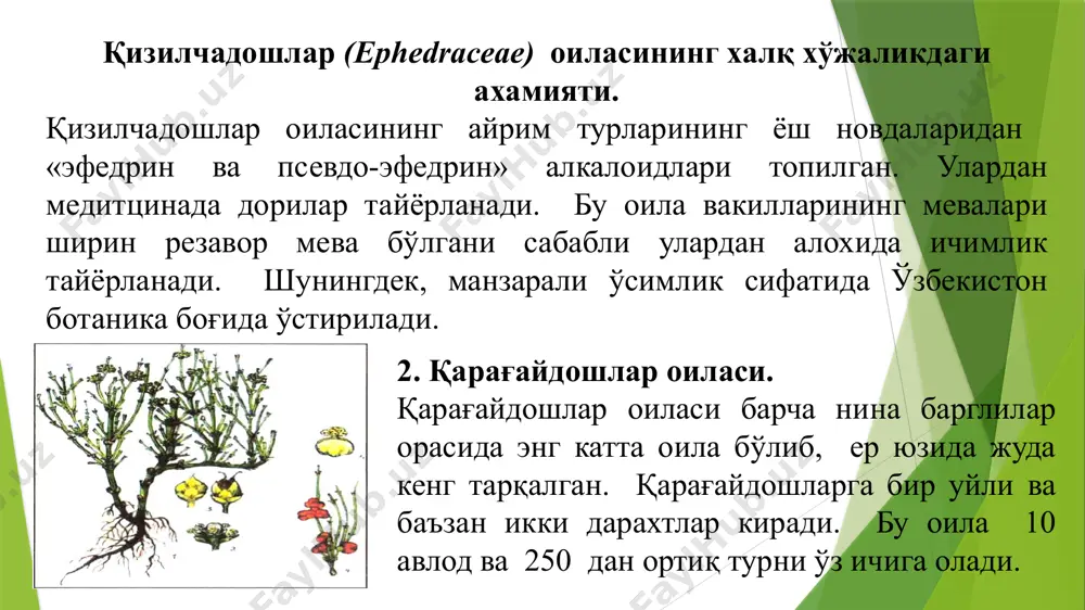 , зарафшон арчаси (j. zeravshanica), баланд бўйли арча (j.excelsa), кўп мевали арча (j.polycarpos), ярим шарсимон арча (j. semiglobosa), туркман арчаси (j.turcomanika), ва бошқаларни мисол қилиб келтириш мумкин. кўкаламзорлаштиришда арчанинг жуда кўп турларидан фойдаланилади. шундай қилиб, ўзбекистонда доривор ўсимликларнинг ўрганилишида муҳим тажриба тўпланди. мутахассисликка кириш фани айнан шу юқоридаги фикрларни инобатга олган бўлиб, фан давомида зурур бўлган кўникма ва билимлар борасида умумий тушунчалар беришни мақcад қилиб олган. эътиборингиз учун раҳмат image1.jpeg /docprops/thumbnail.jpeg