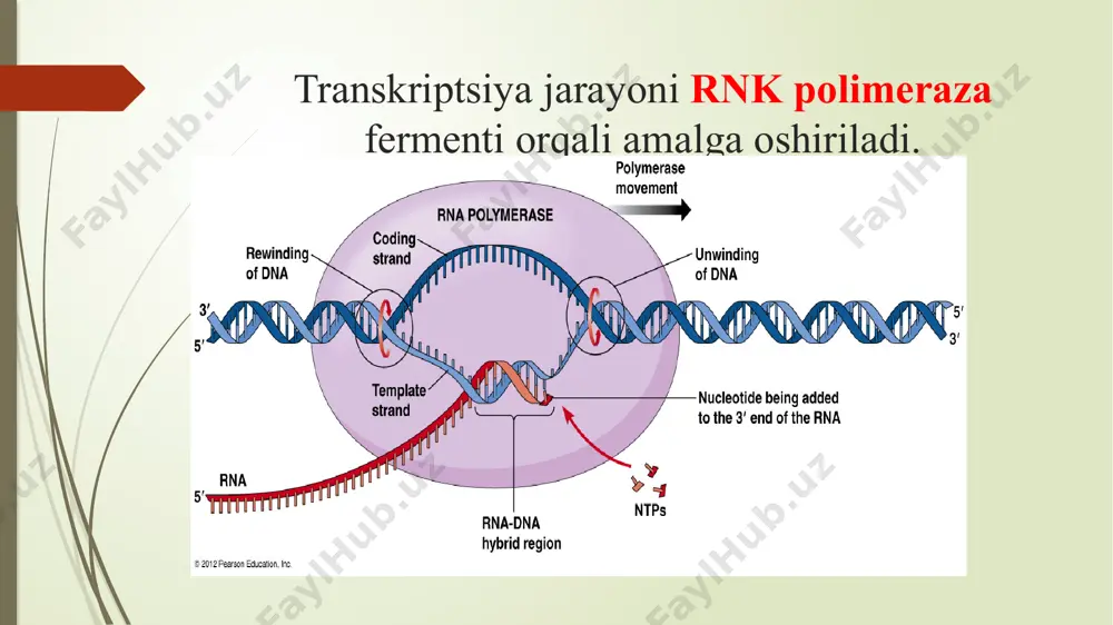 oqsil biosintezi va uning boshqarilishi - Page 5