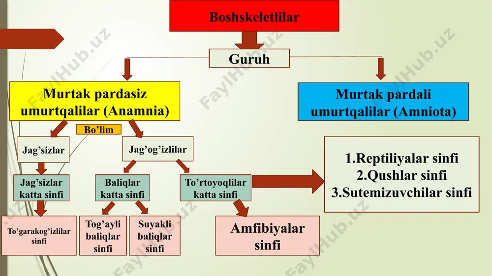 nafas oladi. o‘pkalari murakkab tuzilgan va katta gaz almashinuvi yuzasiga ega. 5. hayot muhiti hayoti suvga bog‘liq. nam sharoitlar ularning biologik tsikli uchun zarur. sovuq qonlilar (poikilotermik). quruqlikda yoki turli xil iqlim zonalarida yashashga moslashgan. issiq qonlilar (gomeotermik) bo‘lishi mumkin (masalan, qushlar va sutemizuvchilar). assidiya salplar appendikulyariya lansetnik chalaxordalilar (hemichordata) kenja tipi chalaxordalilar (hemichordata) kenja tipi vakillari tuban tuzilgan ikkilamchi og'izli hayvonlar hisoblanadi. ularning 100 ga yaqin turi ma'lum. dengizlarda yakka holda suv tubidagi loyga ko'milib yoki koloniya bo'lib yashaydi. tanasi bilaterial simmetriyali bo'lib, xartum (bosh qalqoni), yoqacha va gavdadan tashkil topgan. selom bo'shlig'i xartumida bitta, yoqacha va gavdasida esa bir juftdan bo'ladi. chalaxordalilar ichak devorida notoxord deb ataladigan xartumni tutib turadigan organ bor. ichak devorida juft jabra yoriqlarining bo'lishi ularni xordalilar tipiga yaqinlashtiradi. bu kenja tipga ichak bilan nafas oluvchilar va qanotjabralilar sinflari kiradi. ichak bilan nafas oluvchilar (enteropneusta) sinfi bu sinfga dengiz tubida in qazib yashaydigan 75 ga …