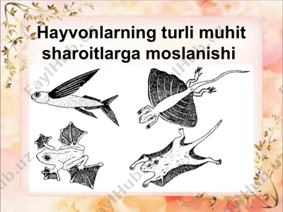 hayvonlarning turli muhit sharoitlarga moslanishi — ZIP