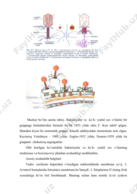 bo`lsa spirillalar, juda ingichka bo`lib, chekkasining bir necha martta buqilishi bo`lsa spiroxetalar deb ataladi. bakteriya asosan oddiy bo`linish yo`li bilan ko`payadi, ya’ni sharoit qulay bo`lsa bakteriyalar hujayrasi 20-30 daqiqada bo`linib turadi. nazariy hisoblash bo`yicha uzunligi 2 mkm eni 1 mkm bo`lgan bakteriya hujayrasi har 30 daqiqada bo`linish natijasida 1 sutkada 636 mln. hujayralar hosil qiladi. ushbu hujayralarning uzunligi 33 metrgacha yetadi. sharoit o`zgarmasa ana shu hujayralar 3 kundan so`ng hosil qilgan hujayralari bilan yer shari ekvatori bo`ylab 14 martta aylantirib chiqishi mumkin. bakteriyalarning ko`pchiligi suv, ozuqa moddalari yetishmasa va boshqa noqulay sharoitda spora hosil qilish xususiyatiga ega. sporalar tashqi omillar ta’siriga ancha chidamli bo`lib, bir necha yilgacha o`z hayotini saqlab qoladi. ular asosan shamol, suv yordamida tarqaladi. shuning uchun ham suv, tuproq, ozuqa mahsulotlari, turar joylarda bakteriyalar ko`p uchraydi. shuningdek, bakteriyalarning erkin kislorodsiz muhitda yashovchi- aerob va kislorodsiz-anaerob muhitda yashovchi turlari ajratiladi. bakteriyalar tabiatda va inson hayotida juda muhim rol …