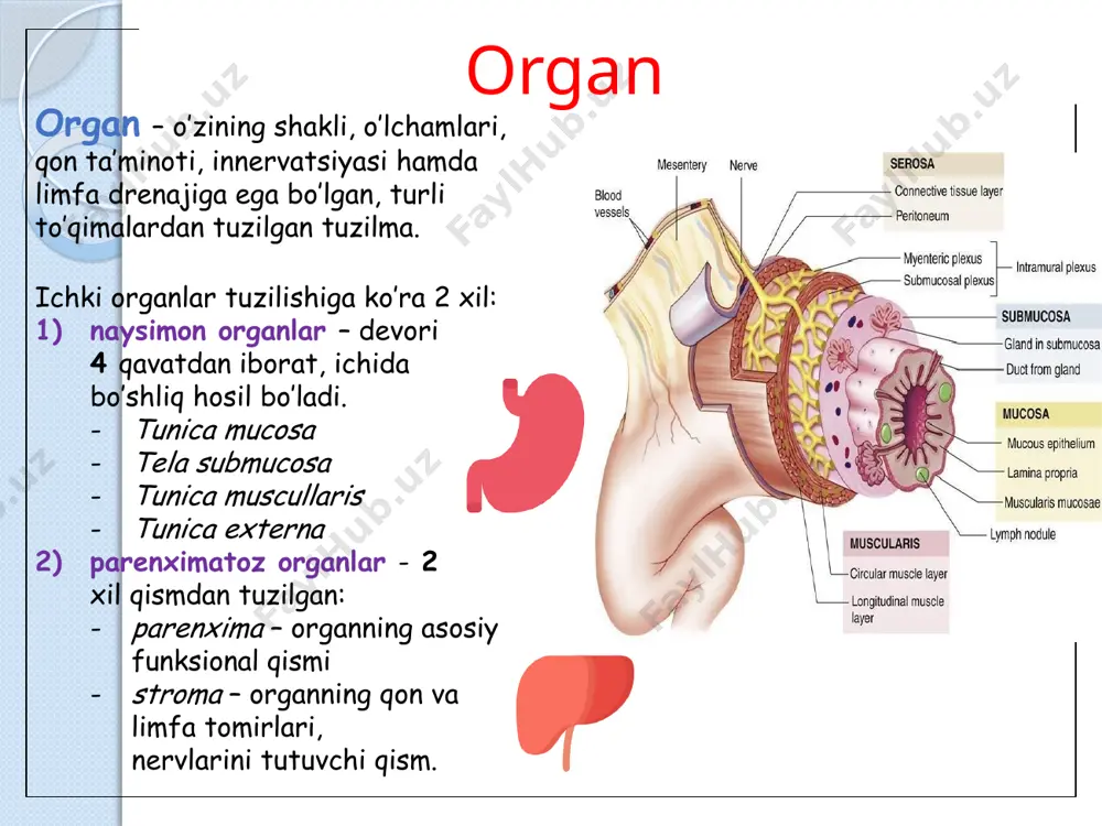 b turadi tishning jag’ga birikishi birikish tipi – gopmhosis maxsus biriktiruvchi modda – periodontum alveolus periodontum cementum (dens) gingiva - junctio dentogingivalis tanglay- 2 ta qattiq tanglay va yumshoq tanglay qattiq tanglay- palatum durum seu palatum osseum deyilib, yuqori jag’ning tanglay o’sig’i va tanglay suyagining gorizontal plastinkasi. yumshoq tanglay- palatum molle- 5 ta muskuldan tashkil topgan. 1)m.palatoglossus 2)m.palatopharyngeus 3)m.uvula 4)m.levator velli palatini 5)m.tensor velli palatini palatum – tanglay og’iz bo’shlig’ini yuqoridevorini tashkil qiladi burun bo’shlig’idan ajratib turadi yutish va nutq hosil bo’lishida ishtirok etadi 2 qismdan iborat: palatum durum palatum molle palatum durum asosi processus palatinus maxillae et lamina horizontalis palatinae raphe palatini papilla incisivi plicae palatinae transversae yumshoq tanglay-palatum molle asosi biriktiruvchi to’qimali plastinka (aponevrosis palatinae) hamda ustki va ostki tomondan shilliq qavat bilan o’ralgan muskullar anatomik elementlar: velum palatinum arcus palatoglossus arcus palatopharyngeus tonsilla palatina uvula yumshoq tanglay muskullari 5 ta muskuli bor: m.levator veli palatini – tanglay …